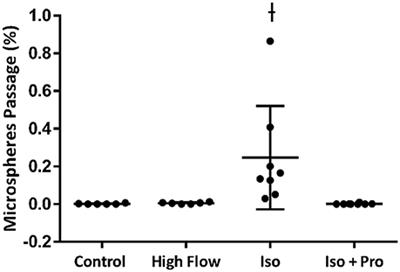 Beta Adrenergic Regulation of Intrapulmonary Arteriovenous Anastomoses in Intact Rat and Isolated Rat Lungs